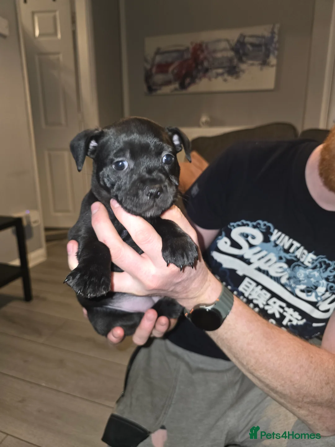 Staffordshire Bull Terrier dogs for sale: Staffordshire bullterrier (LAST 1 ) ready to go - Advert 8