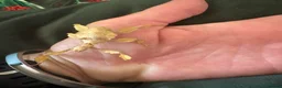 Stick Insects invertebrates for sale: Macleays Spectre (giant stick insects)  - Advert 3