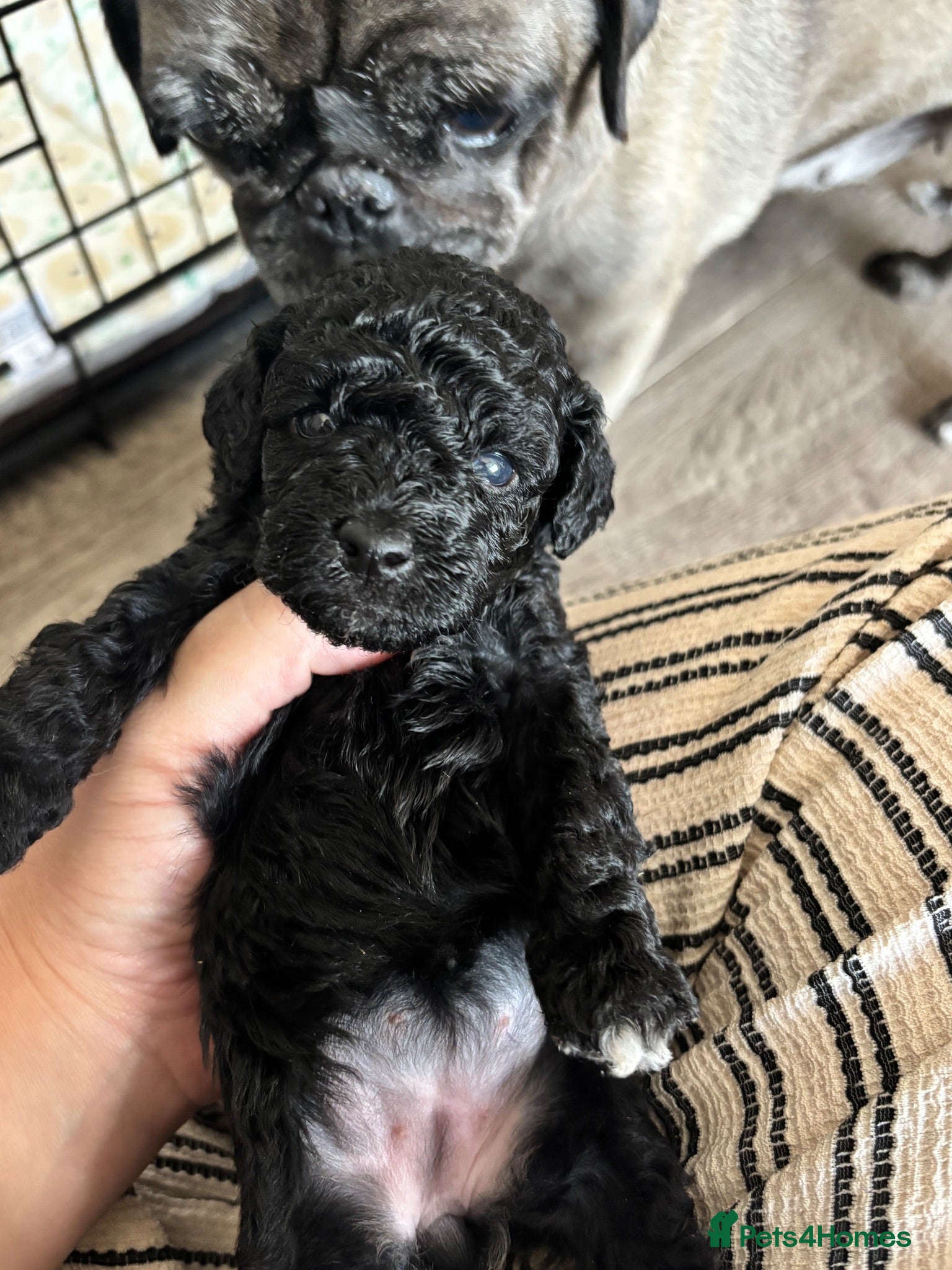 Cavapoo dogs Outstanding Cavapoo puppies - Advert 6