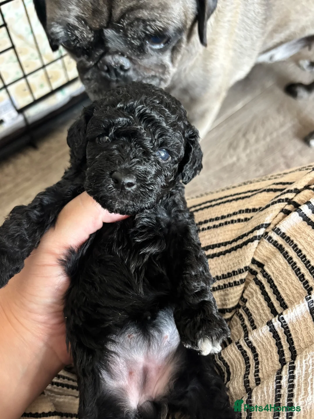 Cavapoo dogs for sale: Outstanding Cavapoo puppies - Advert 2
