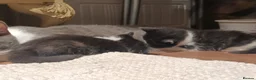 Mixed Breed cats for sale: The Magnificent Seven - Advert 5