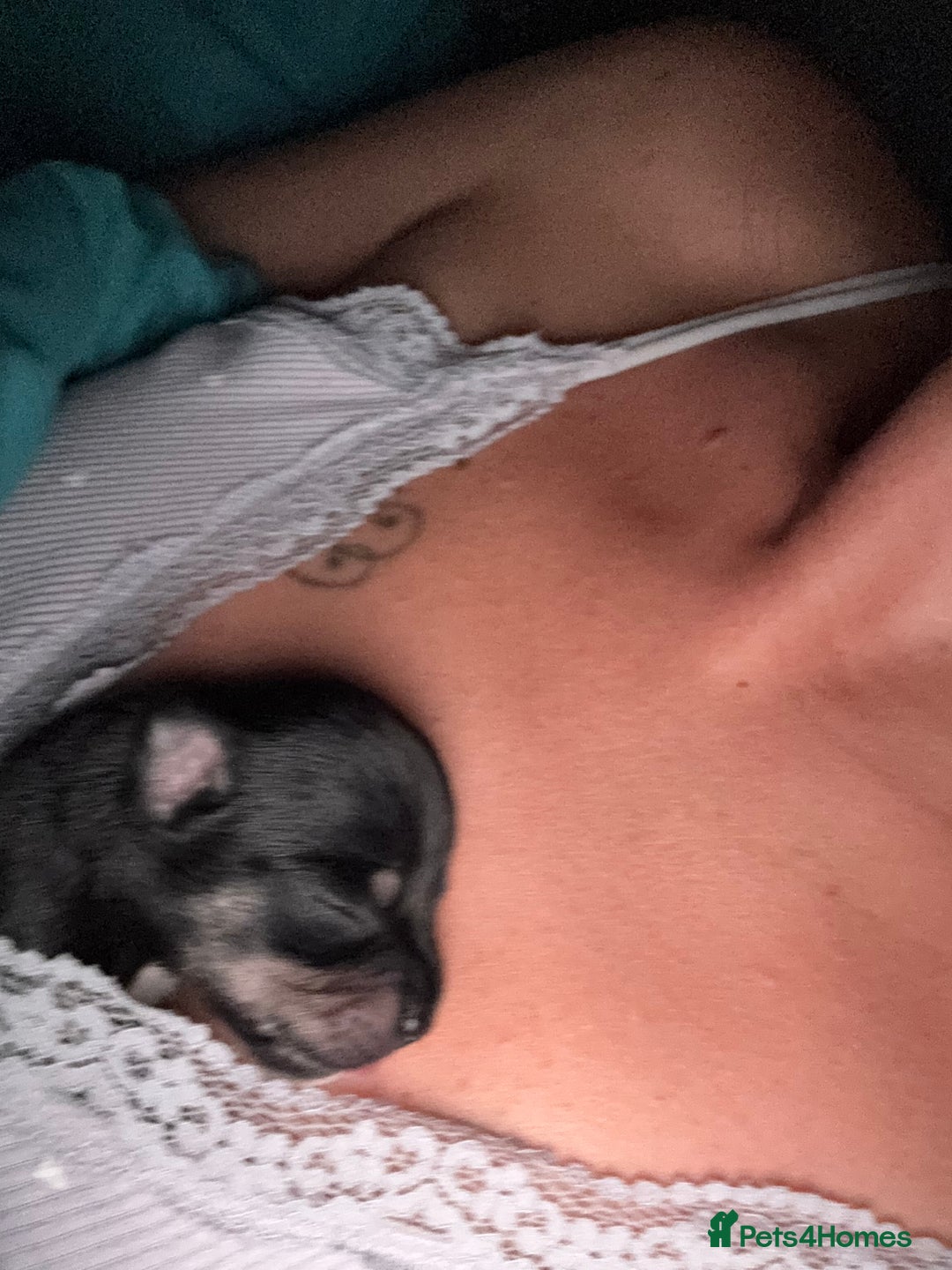 Chihuahua dogs for sale: 2 male 1 female tiny chihuahua  - Image 15