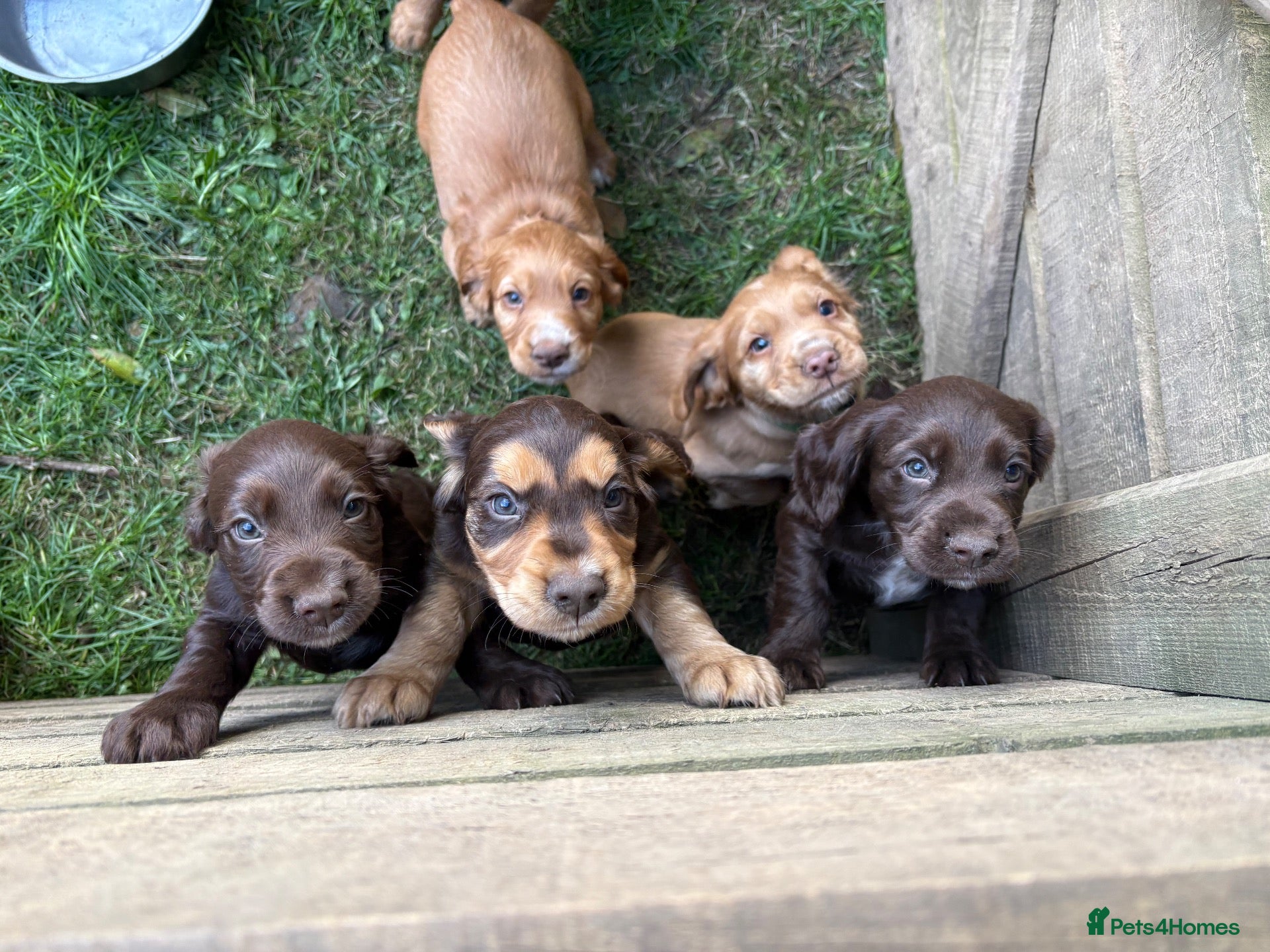 Cocker Spaniel dogs Working Cocker Spaniel Puppies - Advert 1