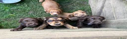 Cocker Spaniel dogs for sale: Working Cocker Spaniel Puppies in Thirsk - Advert 1