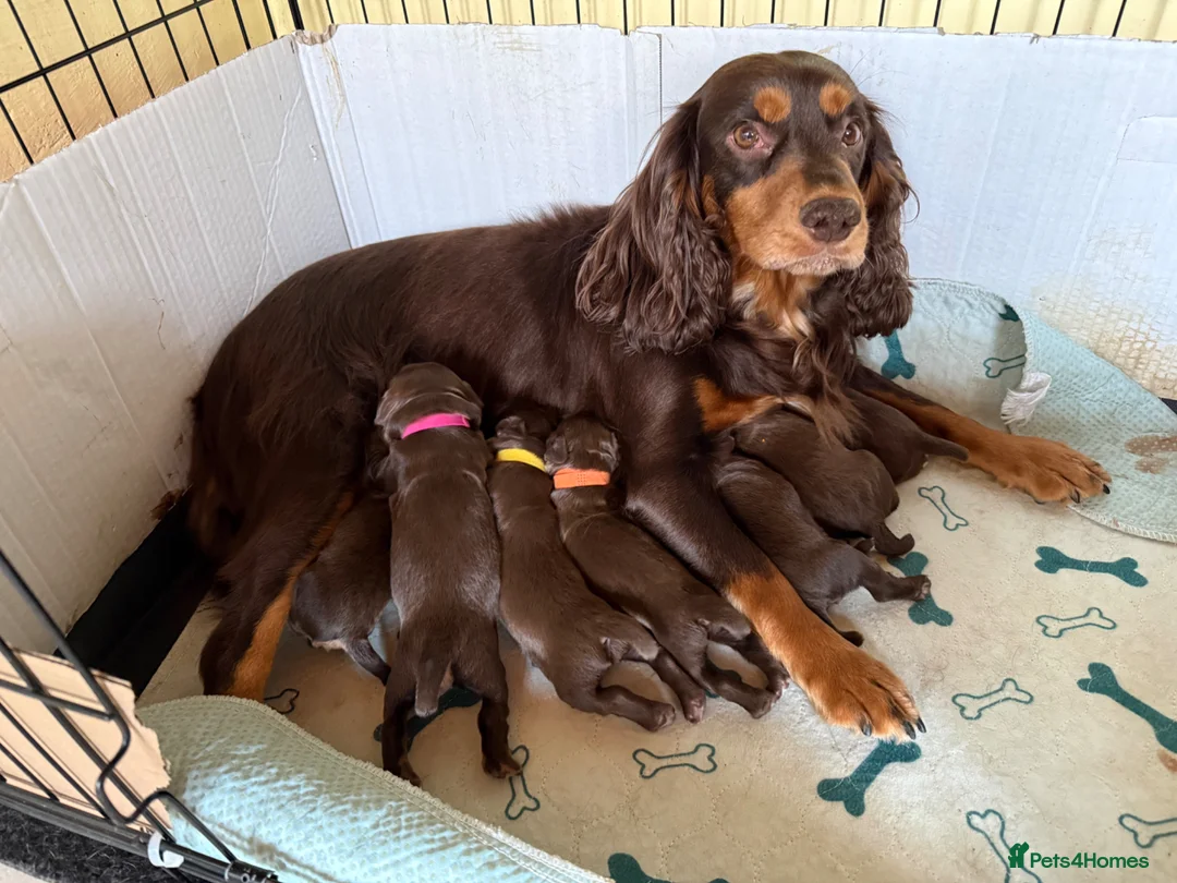 Cocker Spaniel dogs for sale: 🐾 KC Registered Working Cocker Spaniel Puppies 🐾 - Advert 1