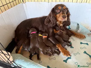 Cocker Spaniel dogs 🐾 KC Registered Working Cocker Spaniel Puppies 🐾 - Advert 3