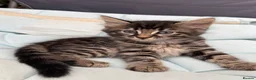 Bengal cats for sale: Female marble bengal kitten in Feltham - Advert 2