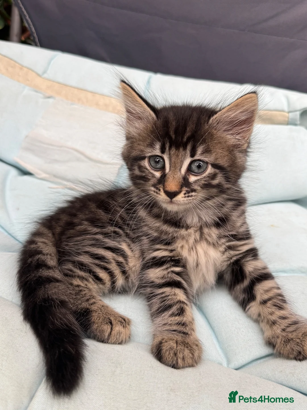 Bengal cats for sale: Female marble bengal kitten in Feltham - Advert 2