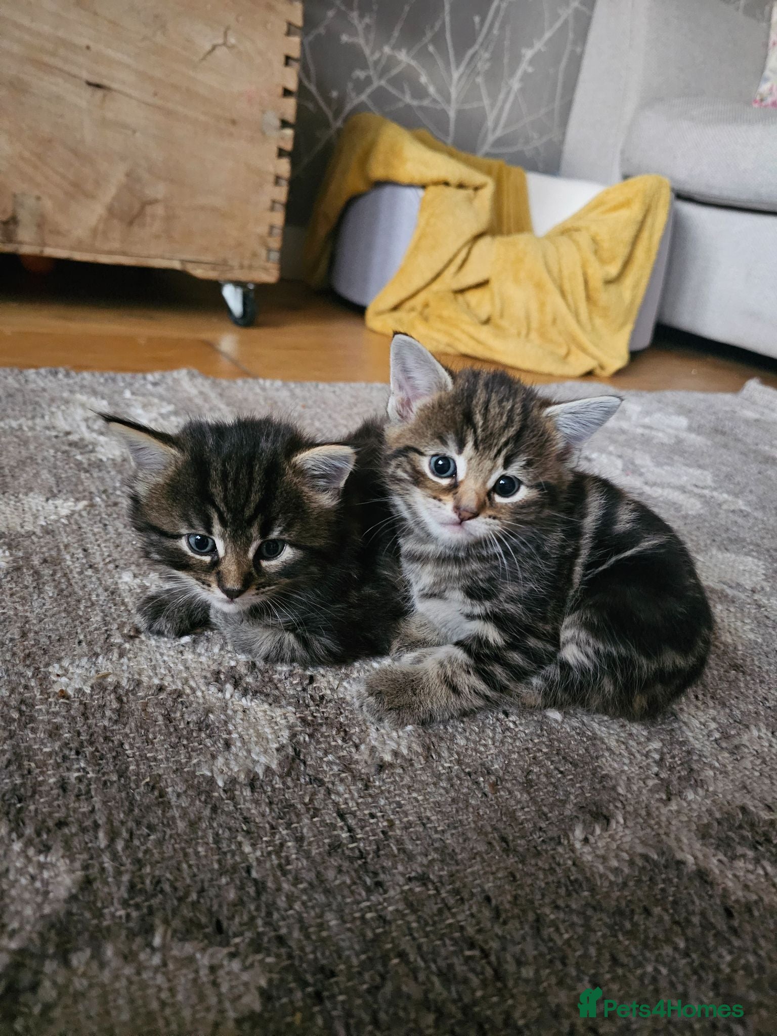 Maine Coon cats Maine Coon X kittens - Advert 1
