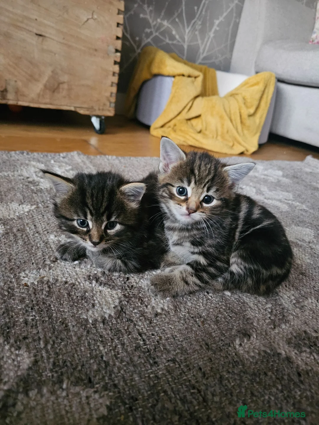 Maine Coon cats for sale: Maine Coon X kittens - Advert 1