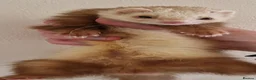 Ferret rodents for sale: Micro ferret hobs - Advert 6