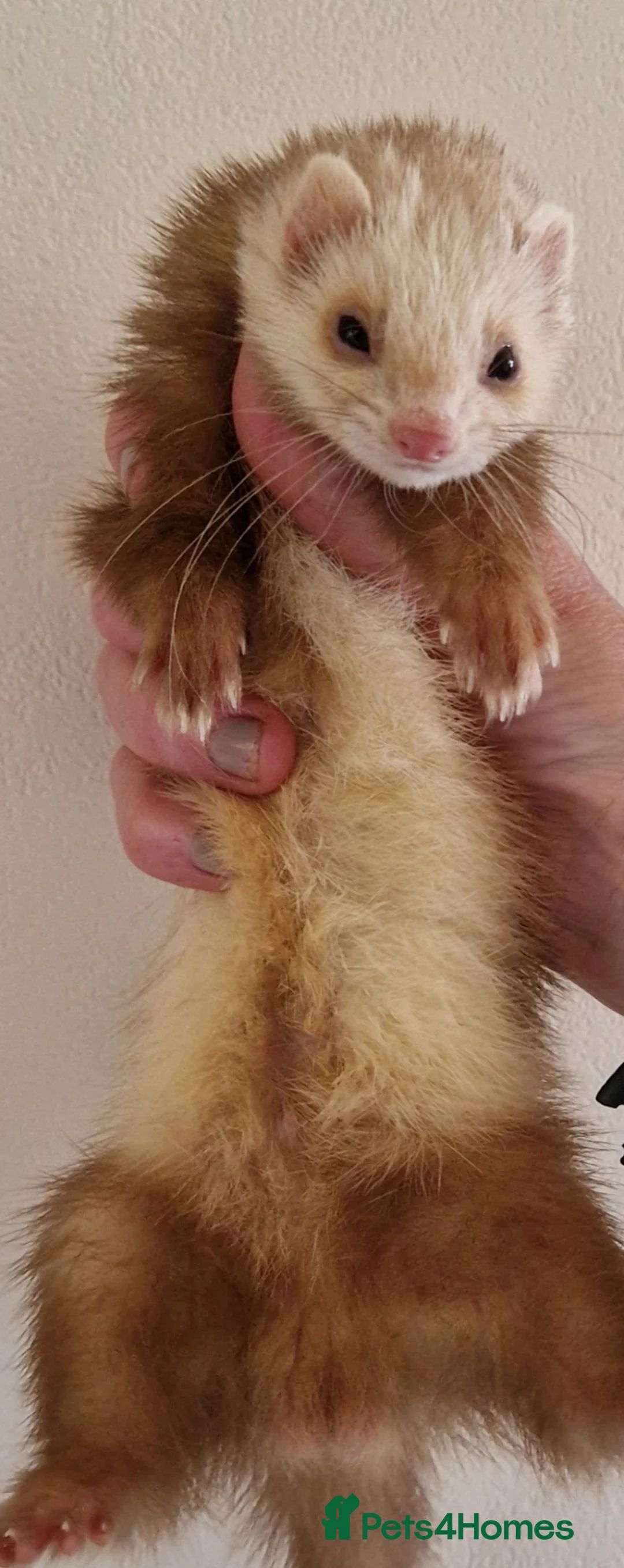Ferret rodents for sale: Micro ferret hobs - Advert 6