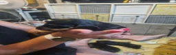 Mixed Breed dogs for sale: 6 beautful dachund puppies for sale in Basildon - Advert 5