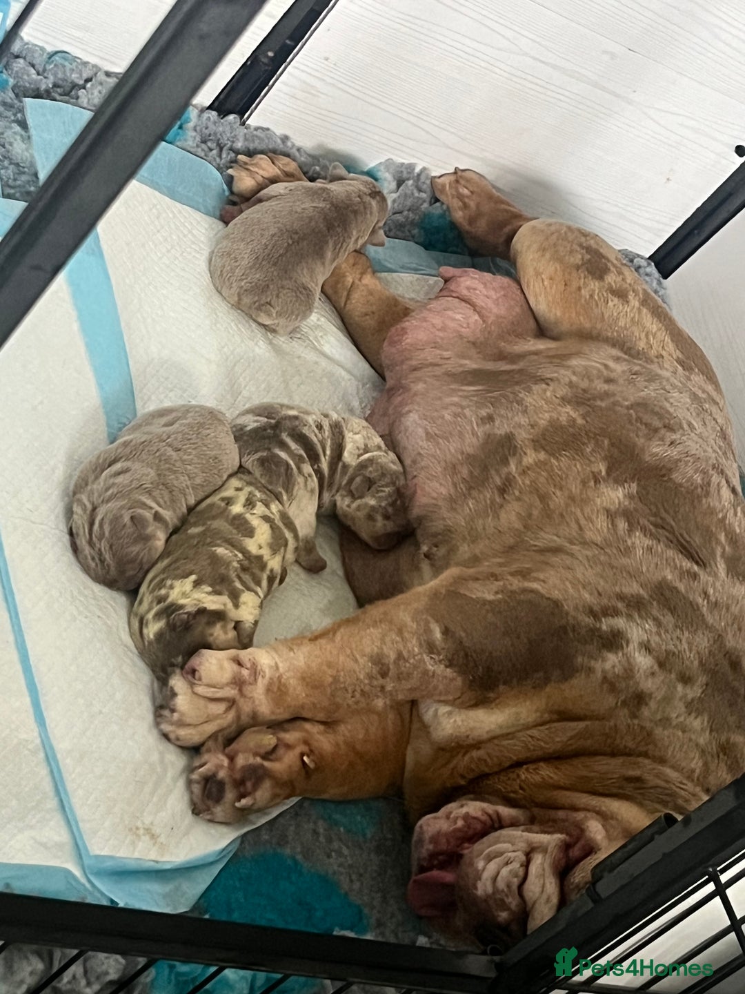 English Bulldog dogs for sale: English bulldog puppy Merle female  - Image 6