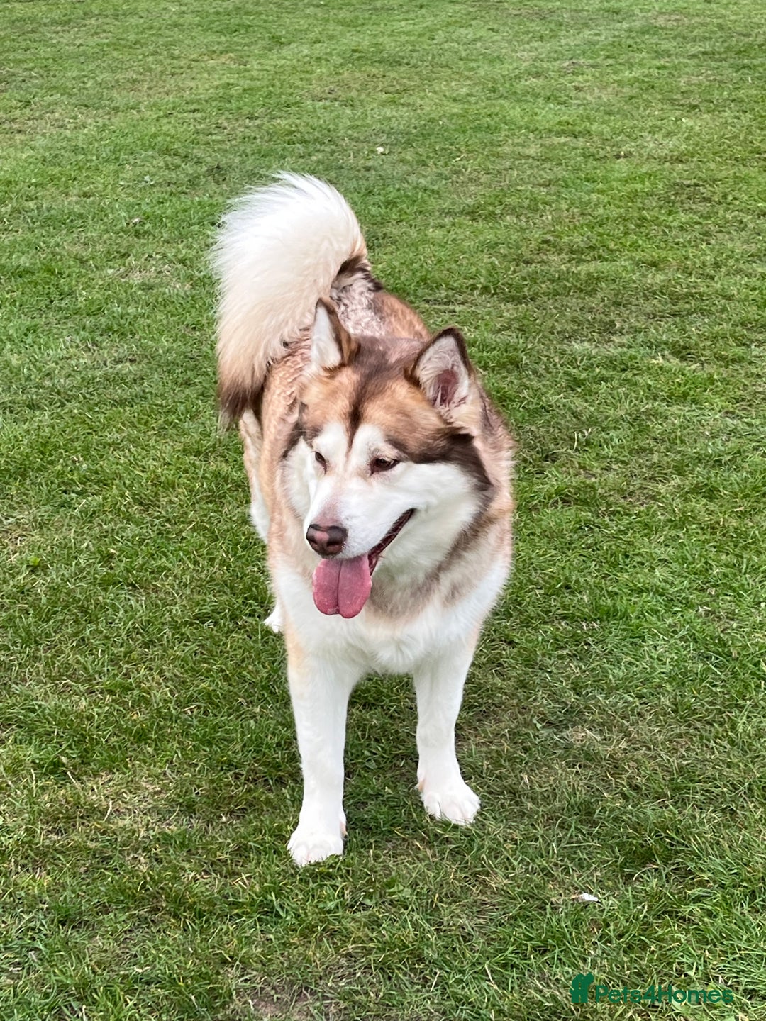 Alaskan Malamute dogs for sale: 5 year old female Alaskan Malamute - Advert 2