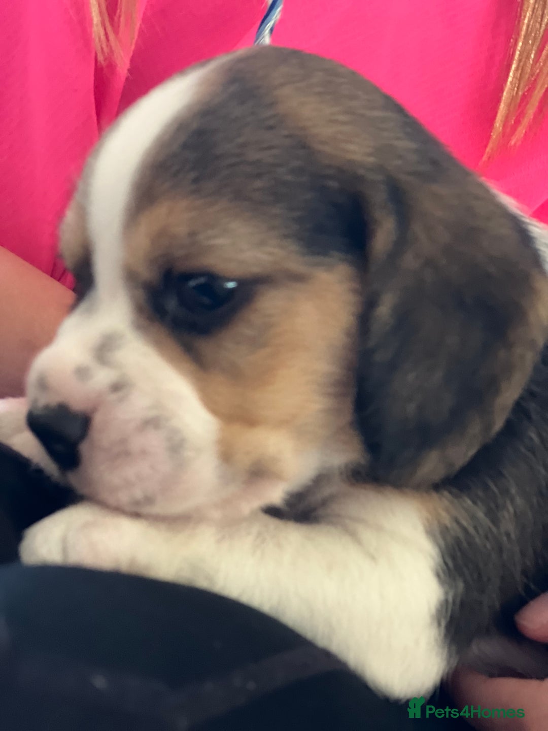 Beagle dogs for sale: Beautiful tri colour beagle puppies  - Image 1