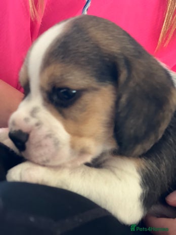 Beagle dogs - Advert 1