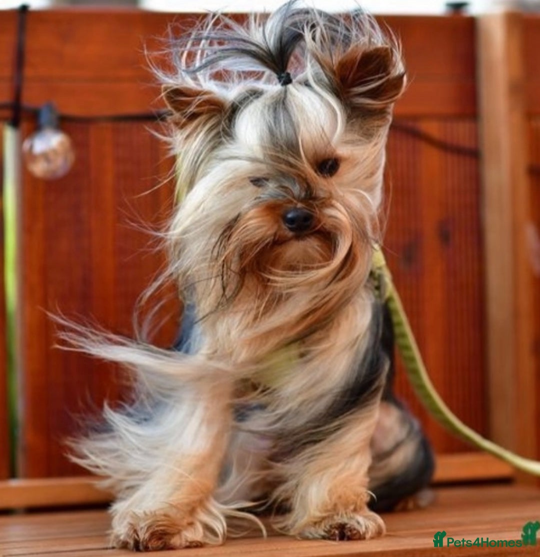 Yorkshire Terrier dogs for sale: Beautiful pure Yorkshire terriers puppy’s  - Advert 7