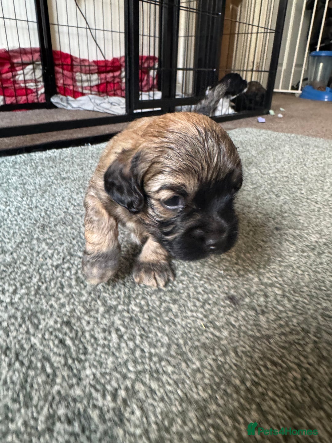 Shihpoo dogs for sale: 4 shihpoo males  in Telford - Image 12