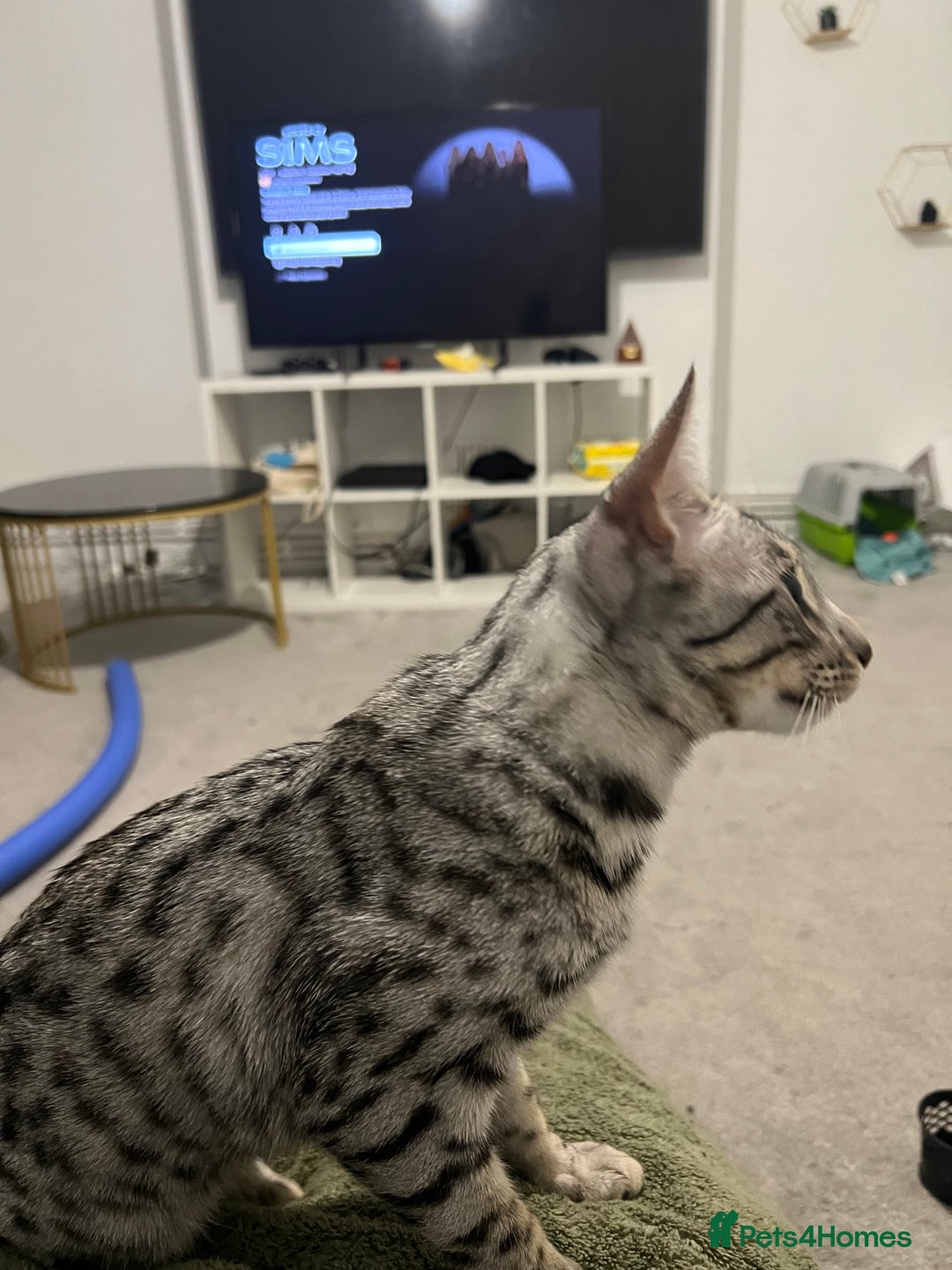 Savannah cats for sale: Saphire - Image 1