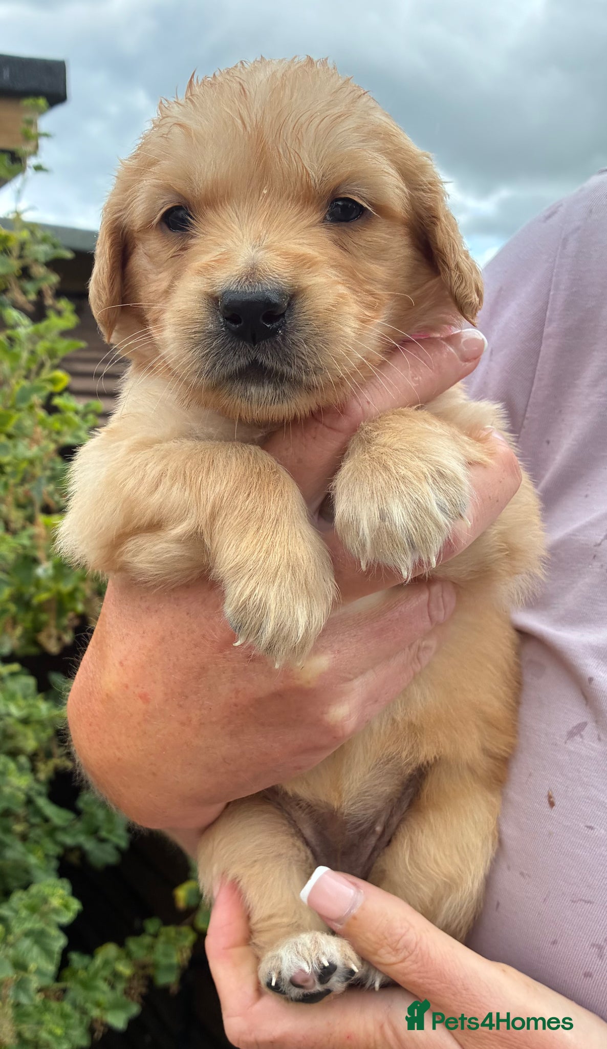 Golden Retriever dogs for sale: Stunning kc golden retriever puppies 🐶  in Ashford - Advert 18