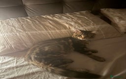 Maine Coon cats for sale: Maine coon boy - Image 4