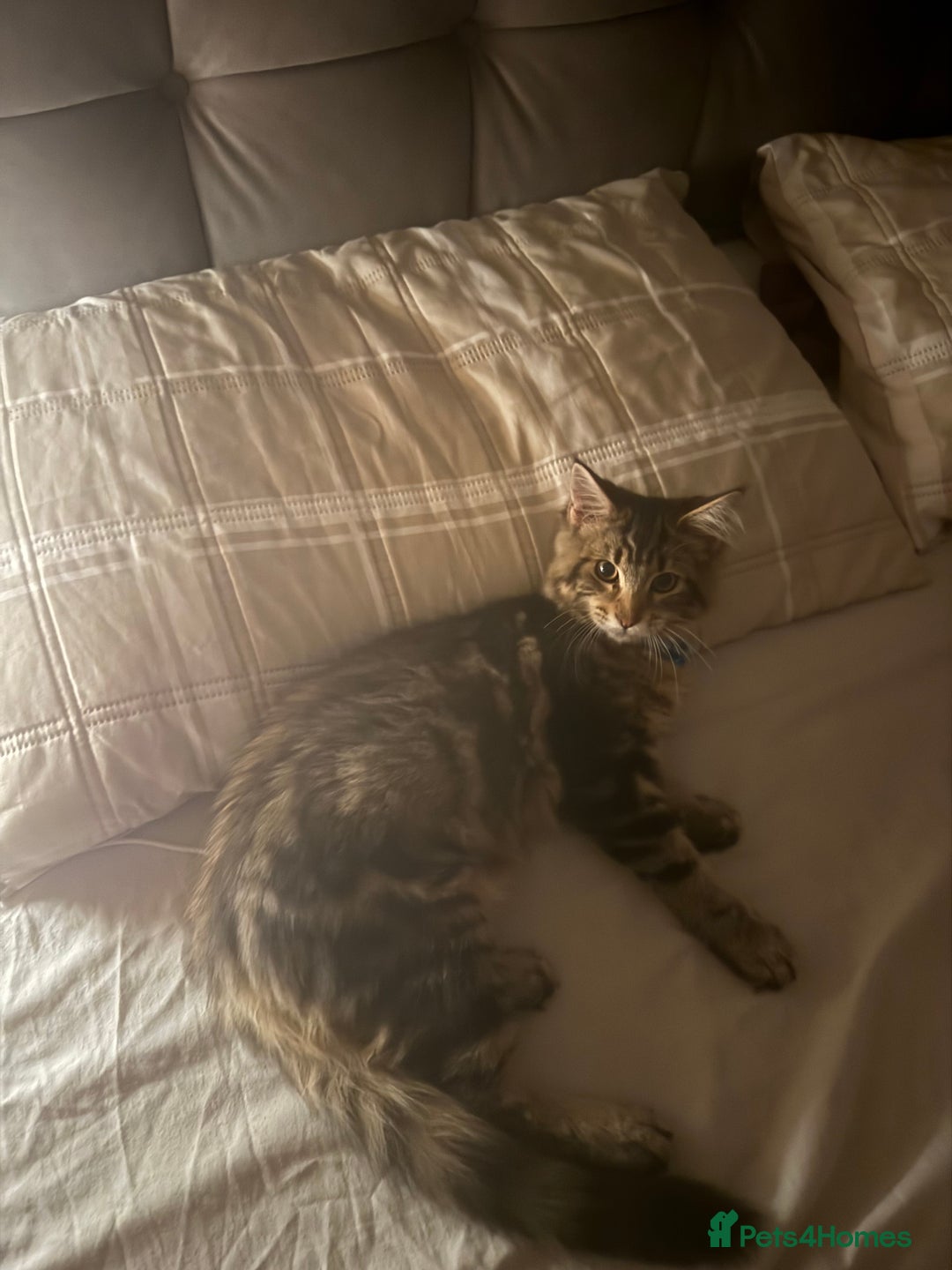 Maine Coon cats for sale: Maine coon boy - Image 4