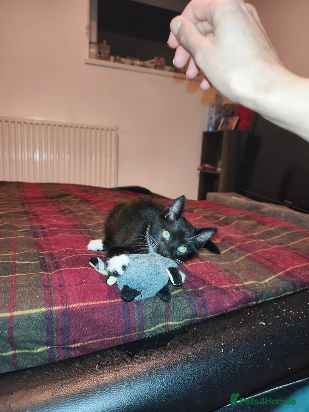 Mixed Breed cats for sale: 1 beautiful tuxedo kitten left - Advert 7