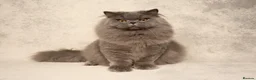 British Longhair cats for sale: Gorgeous lilac BLH female  - Advert 5