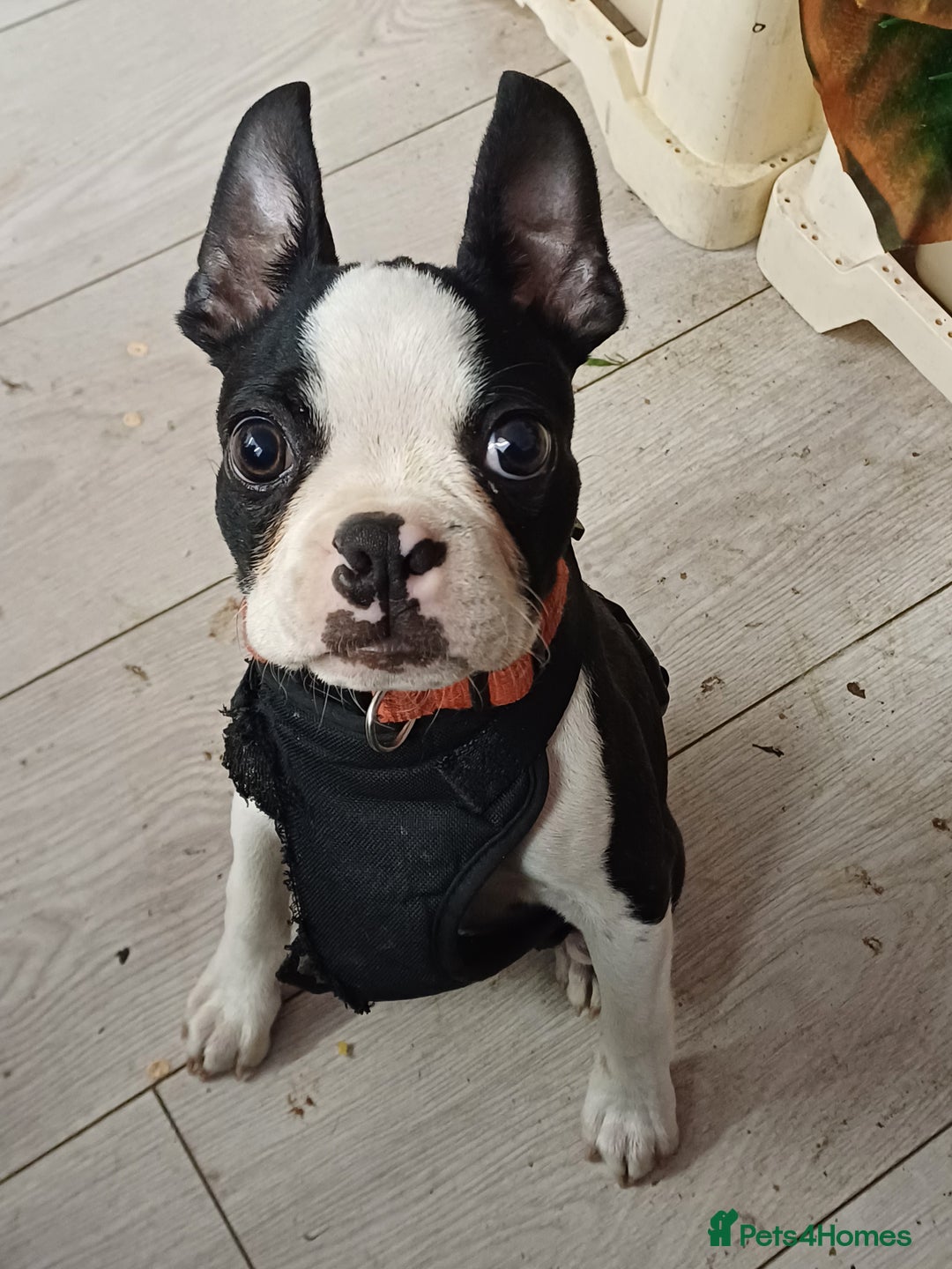 Boston Terrier dogs for sale: Boston Terrier Puppy 5 - Stunning healthy puppies - Image 3