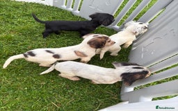 Cocker Spaniel dogs for sale: Cocker spaniel puppies  - Image 12