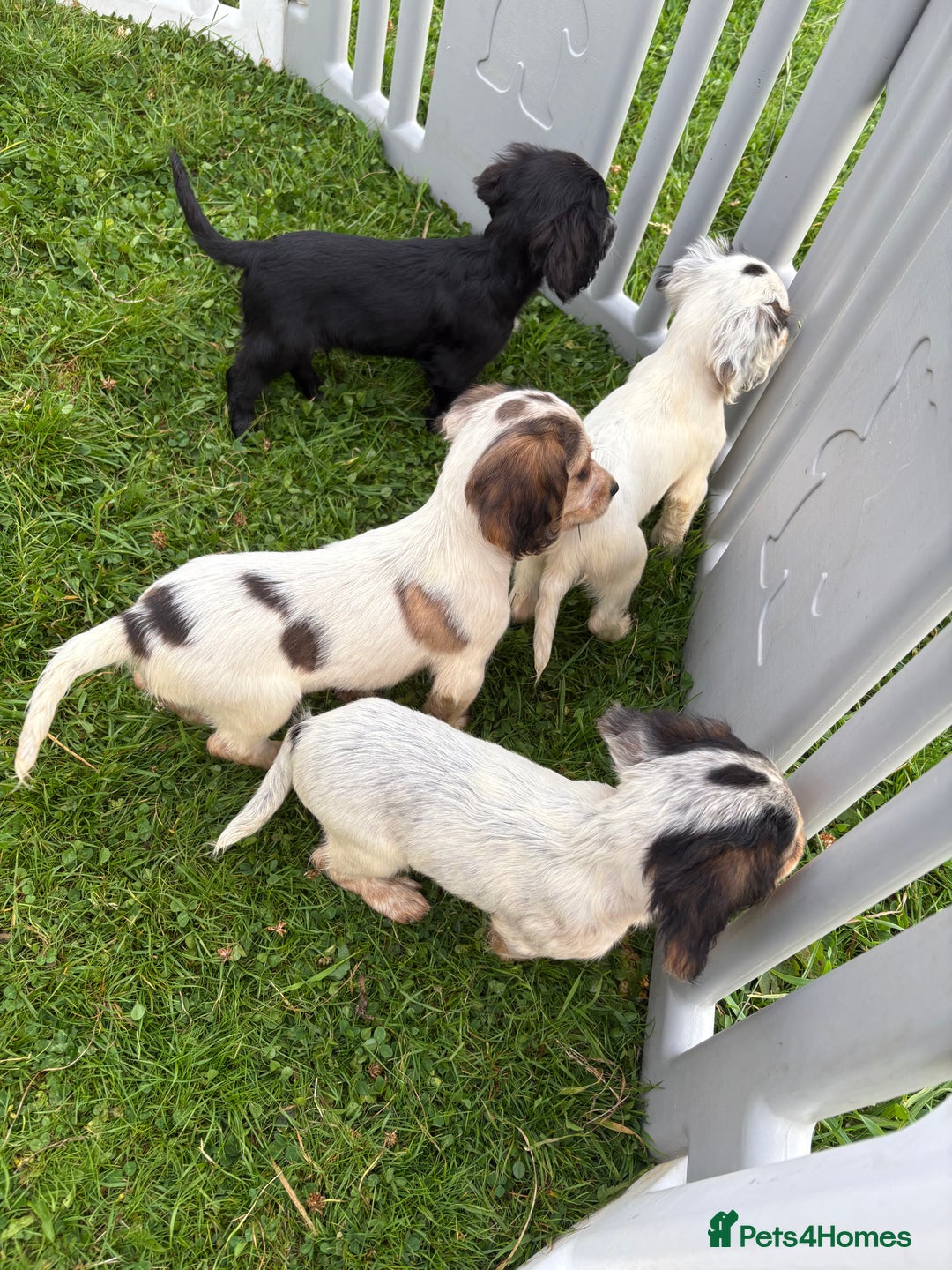 Cocker Spaniel dogs for sale: Cocker spaniel puppies  - Image 12