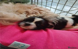 Shih Tzu dogs for sale: Small beautiful Shih tzu puppies - Image 8