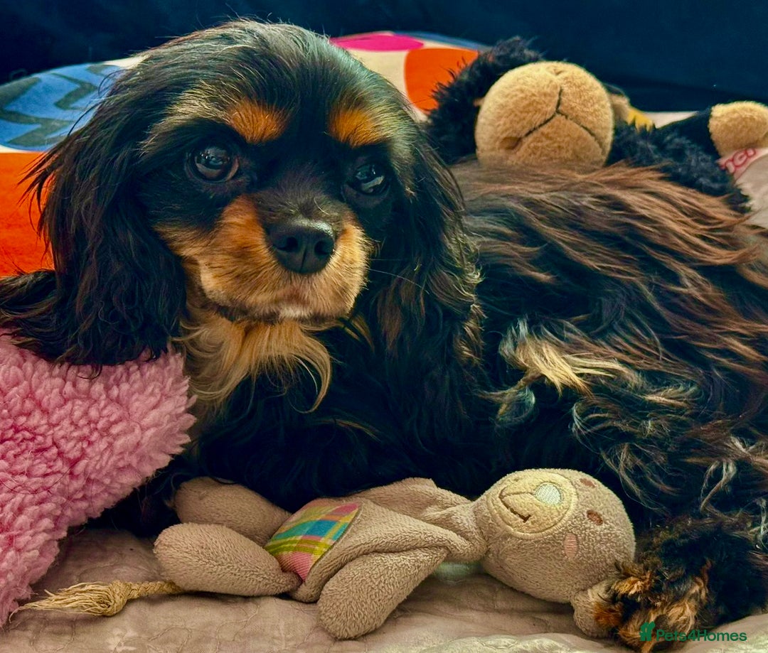 Cavalier King Charles Spaniel dogs for adoption: Button’s Story: From Despair to Love - Image 15