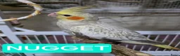 Cockatiels birds for sale: 8 week old female cockatiels - Advert 3