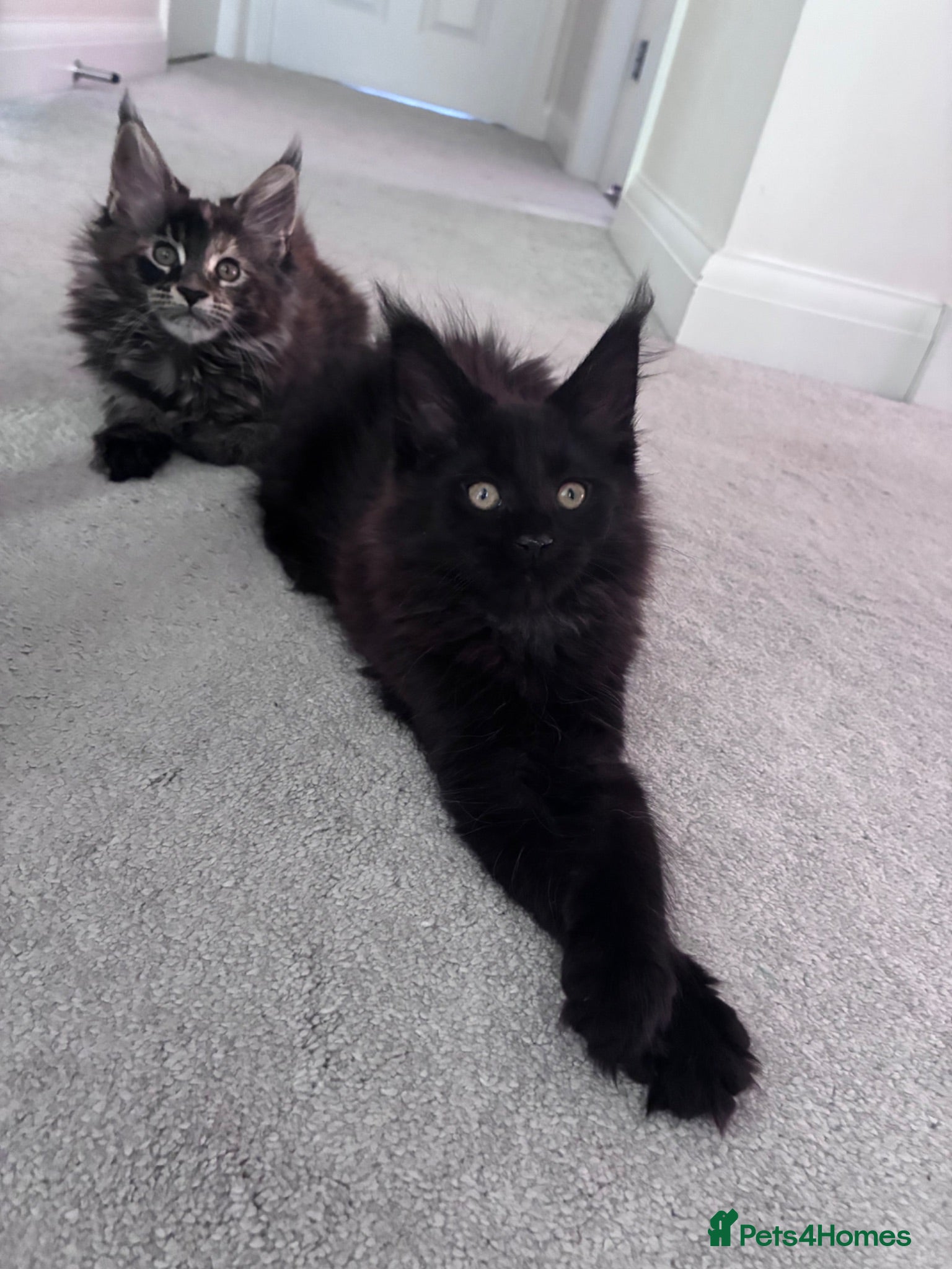 Maine Coon cats Maine Coons - Advert 2