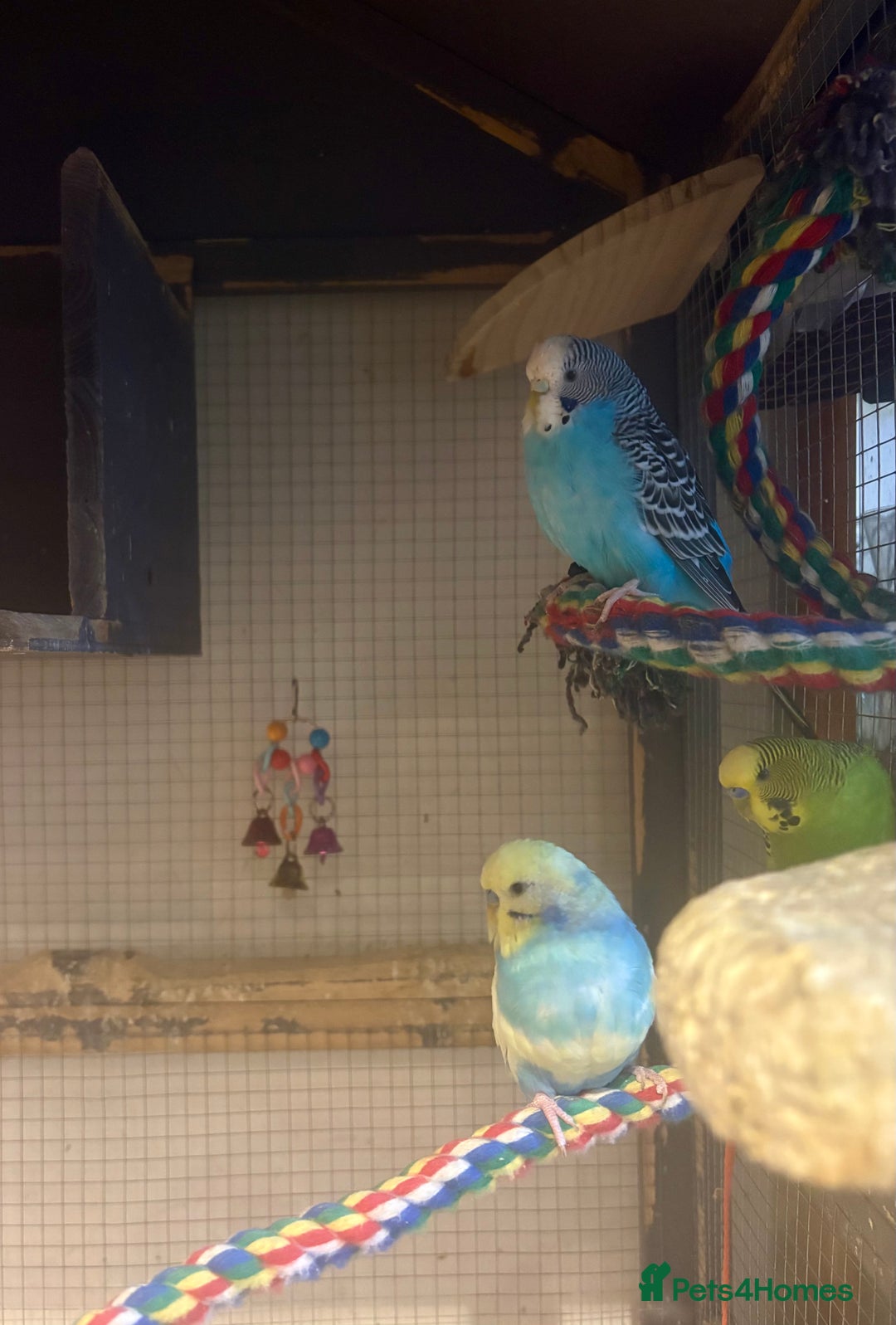 Budgerigars birds for sale: Budgies for sale - Image 32