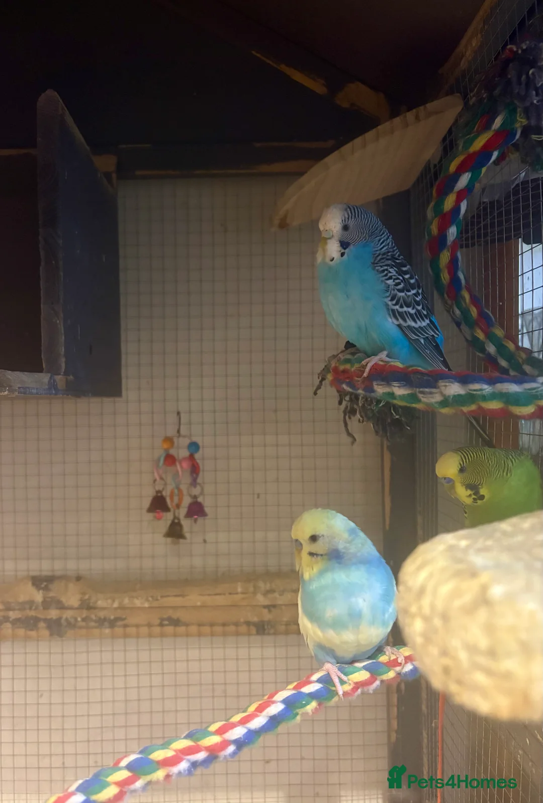 Budgerigars birds for sale: Young Budgies for sale - Advert 32