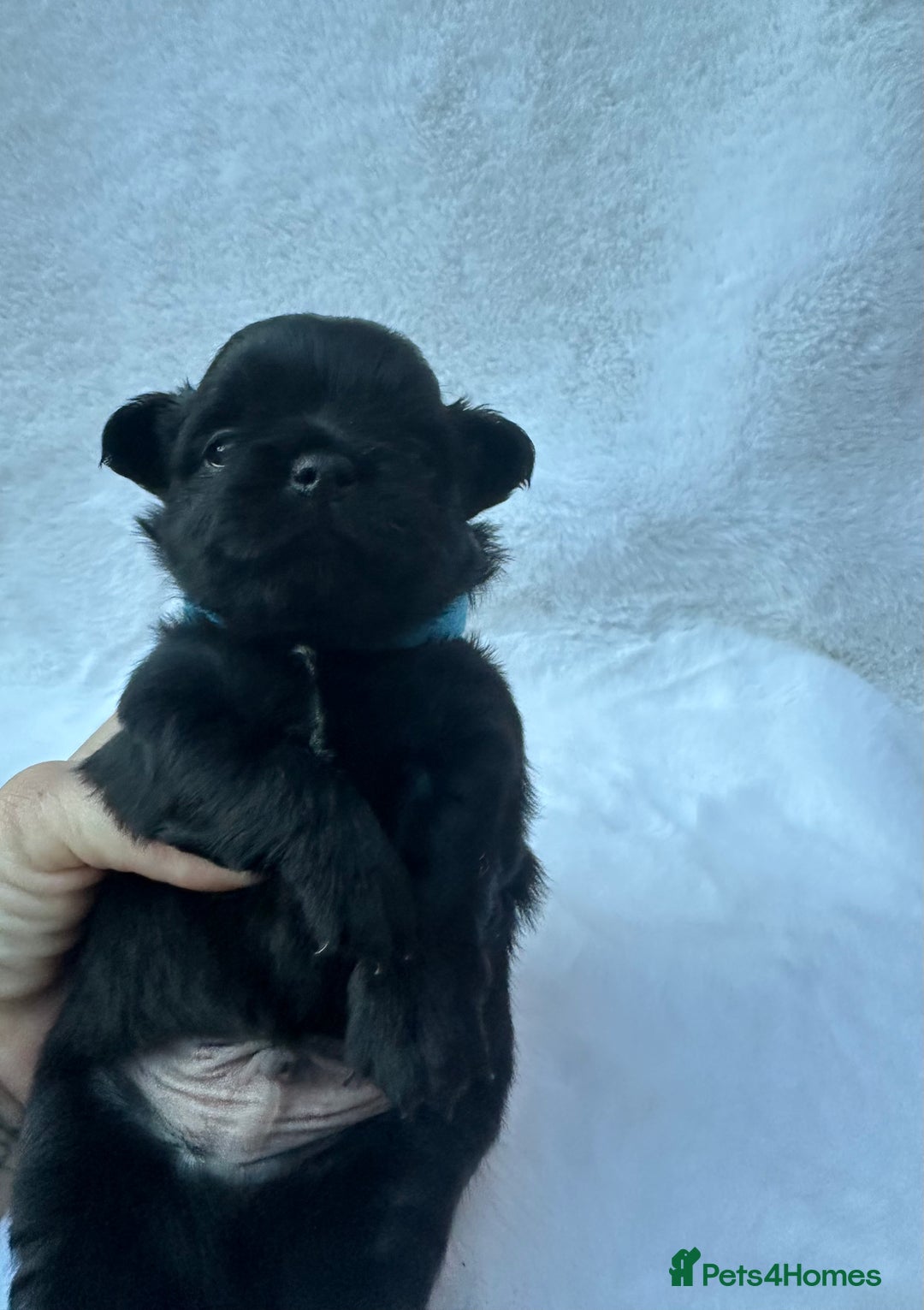 Mixed Breed dogs for sale: Chihuahua × Jack Russell Puppies – KC Reg Dad” - Image 12