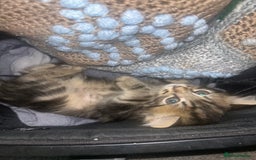 Mixed Breed cats for sale: kittens  - Image 2