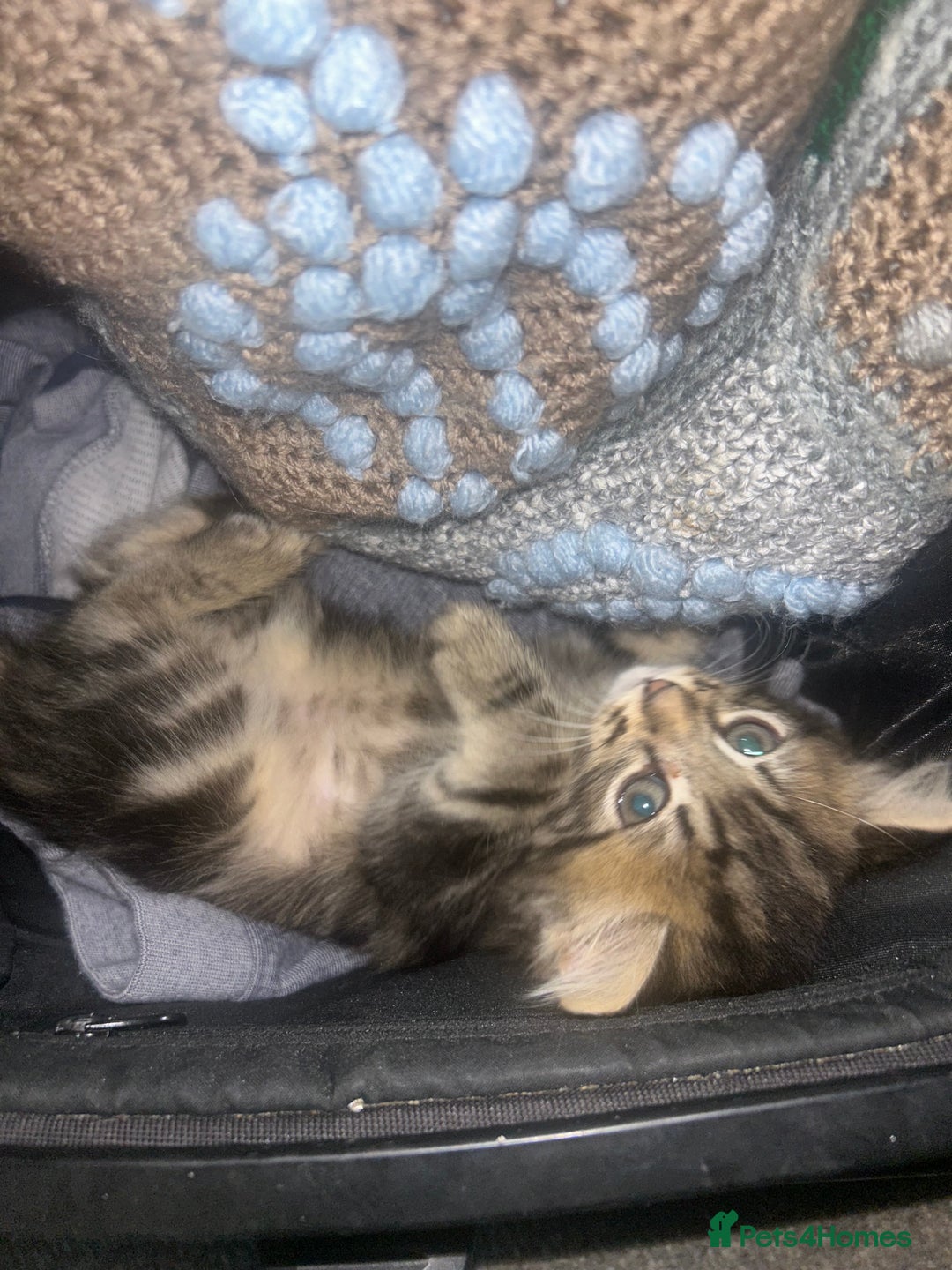 Mixed Breed cats for sale: kittens  - Image 2