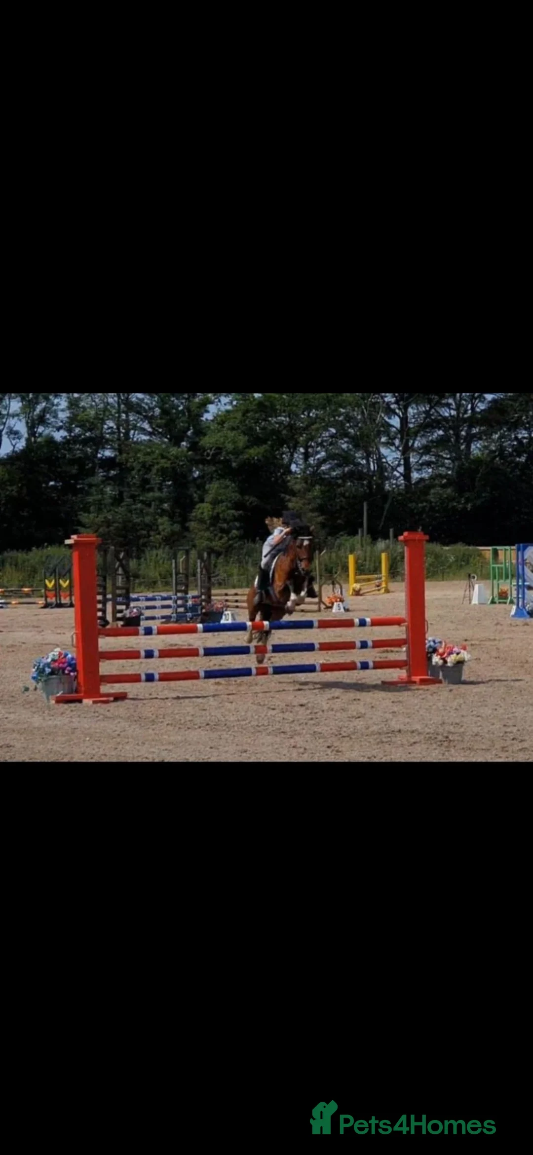 Hackney horses for sale: All Hands On Dec in Kilmarnock - Advert 2