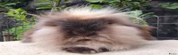 Mini Lion Lop rabbits for sale: Lion lop girl - Advert 1