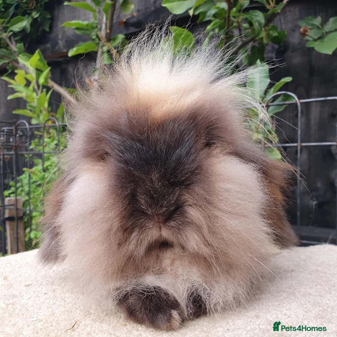 Mini Lion Lop rabbits for sale: Lion lop girl - Advert 1