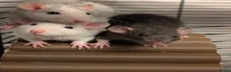 Rat rodents for sale: Adorable baby Rats *ONLY 2 BOYS LEFT* - Advert 1