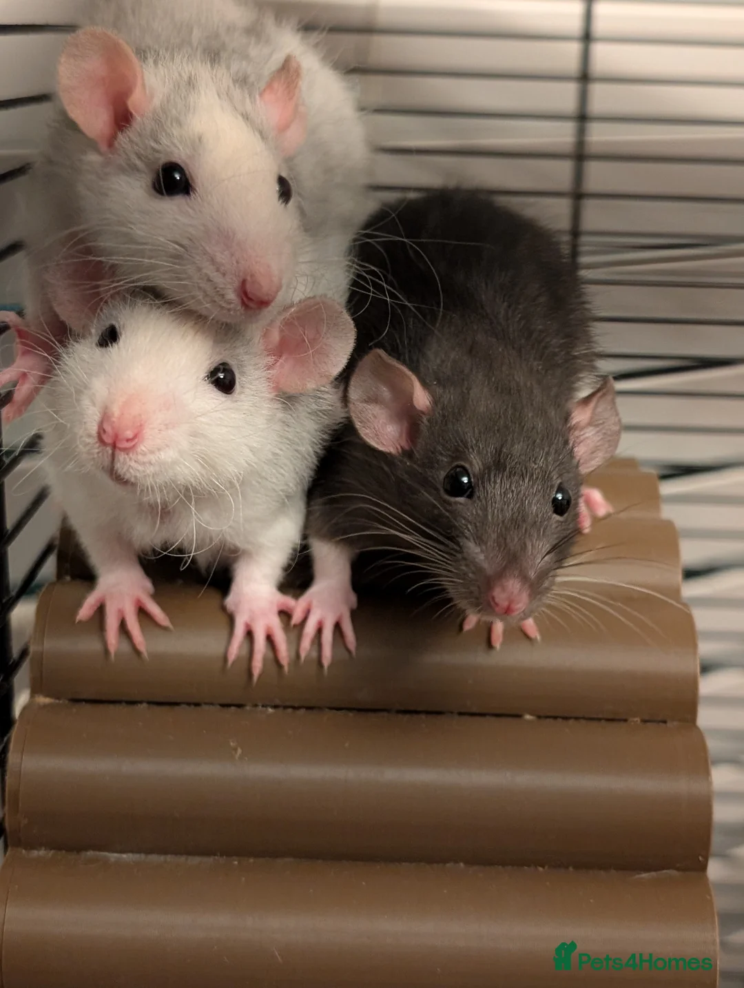 Rat rodents for sale: Adorable baby Rats *ONLY 2 BOYS LEFT* - Advert 1