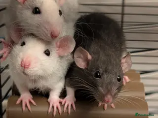 Rat rodents Rex Dumbo and top eared baby Rats *ONLY BOYS LEFT* - Advert 9