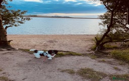 Shih Tzu dogs for stud: First Time Stood  - Advert 6