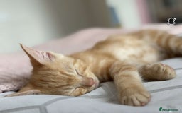 Mixed Breed cats for sale: Zuuko - Image 2