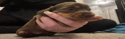 Miniature Dachshund dogs for sale: Miniature long hair dachshund Puppies  - Advert 30